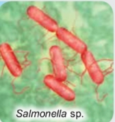 <p>Salmonella sp.</p><p>Vibrio cholerae sp.</p>