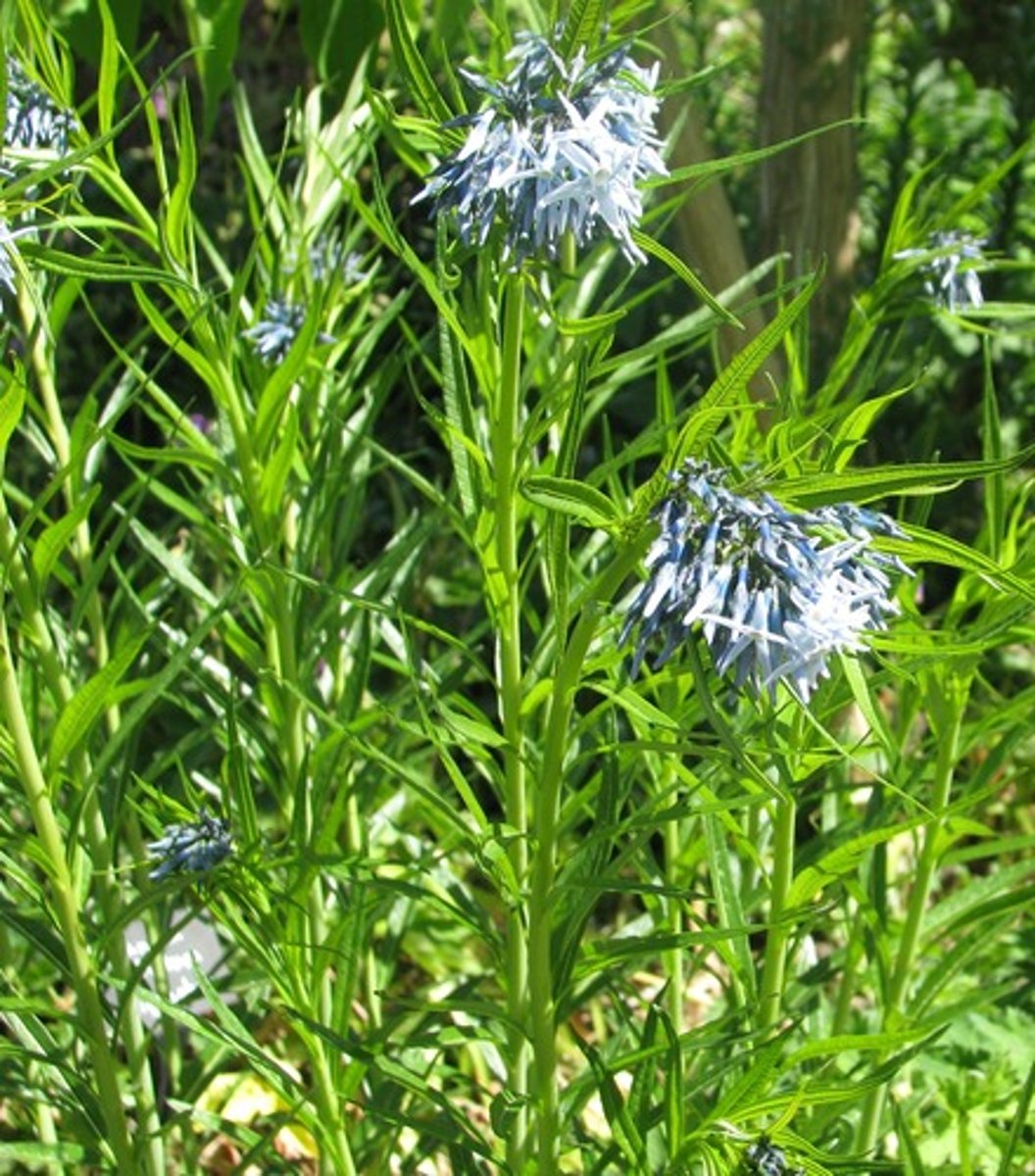 <p>looks like nerium oleander</p><p>leaves: white midvein, linear, smells, alternate, leaves all over, looks needly, soft, non branching, upright, yellow fall color</p>