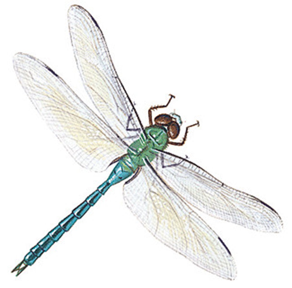 <p>dragonflies and damselflies</p>