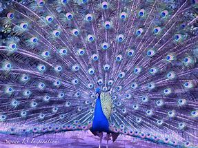 <p>Nonrandom mating does not cause evolution by itself because it can have great indirect effects on evolution. Mate choices cause nonrandom mating = assortative mating</p><ul><li><p>(ex. females choose males with particular phenotypes)</p></li></ul><p></p>