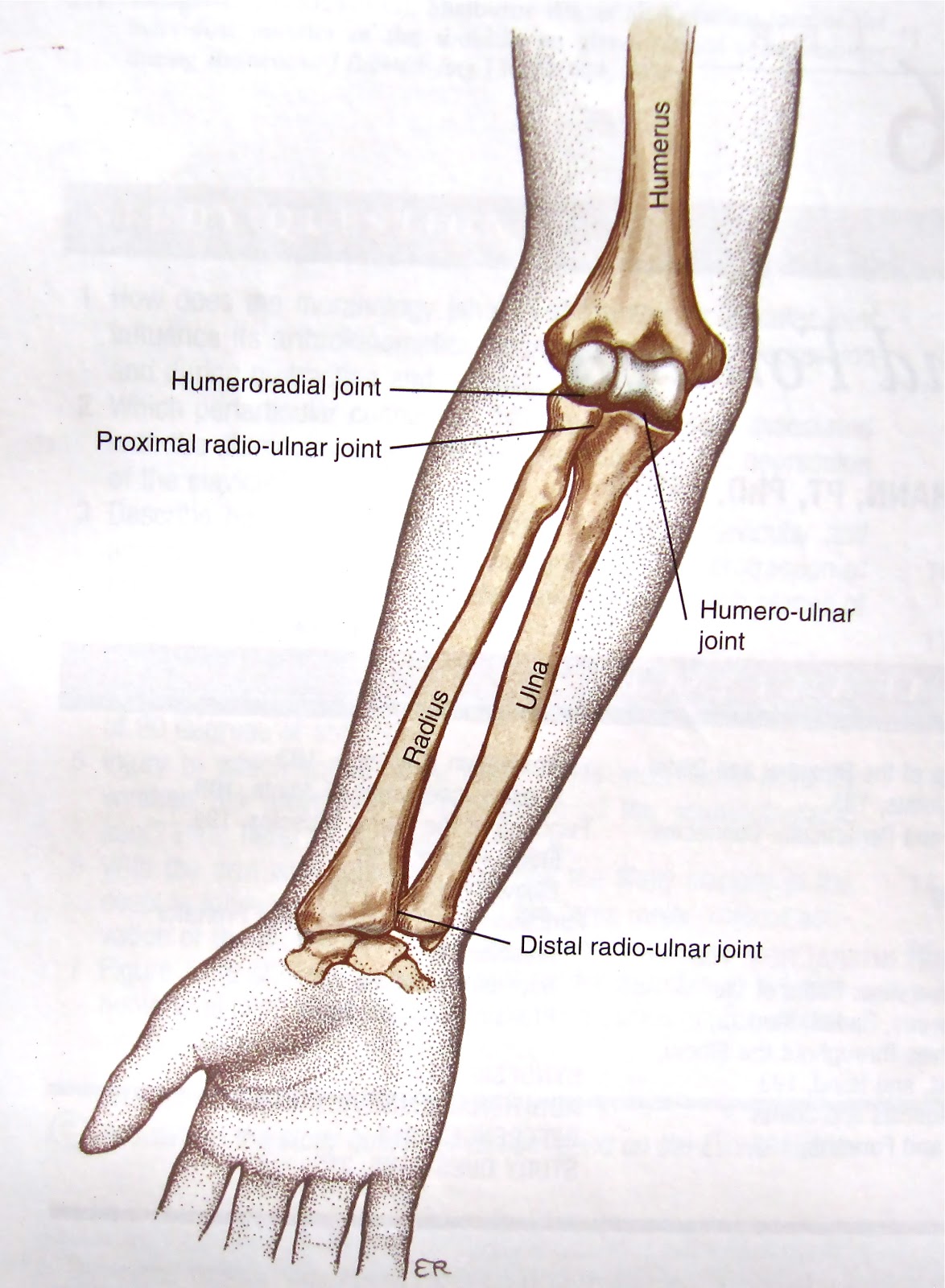 <p>Elbow joints (ulnar and radius)</p>