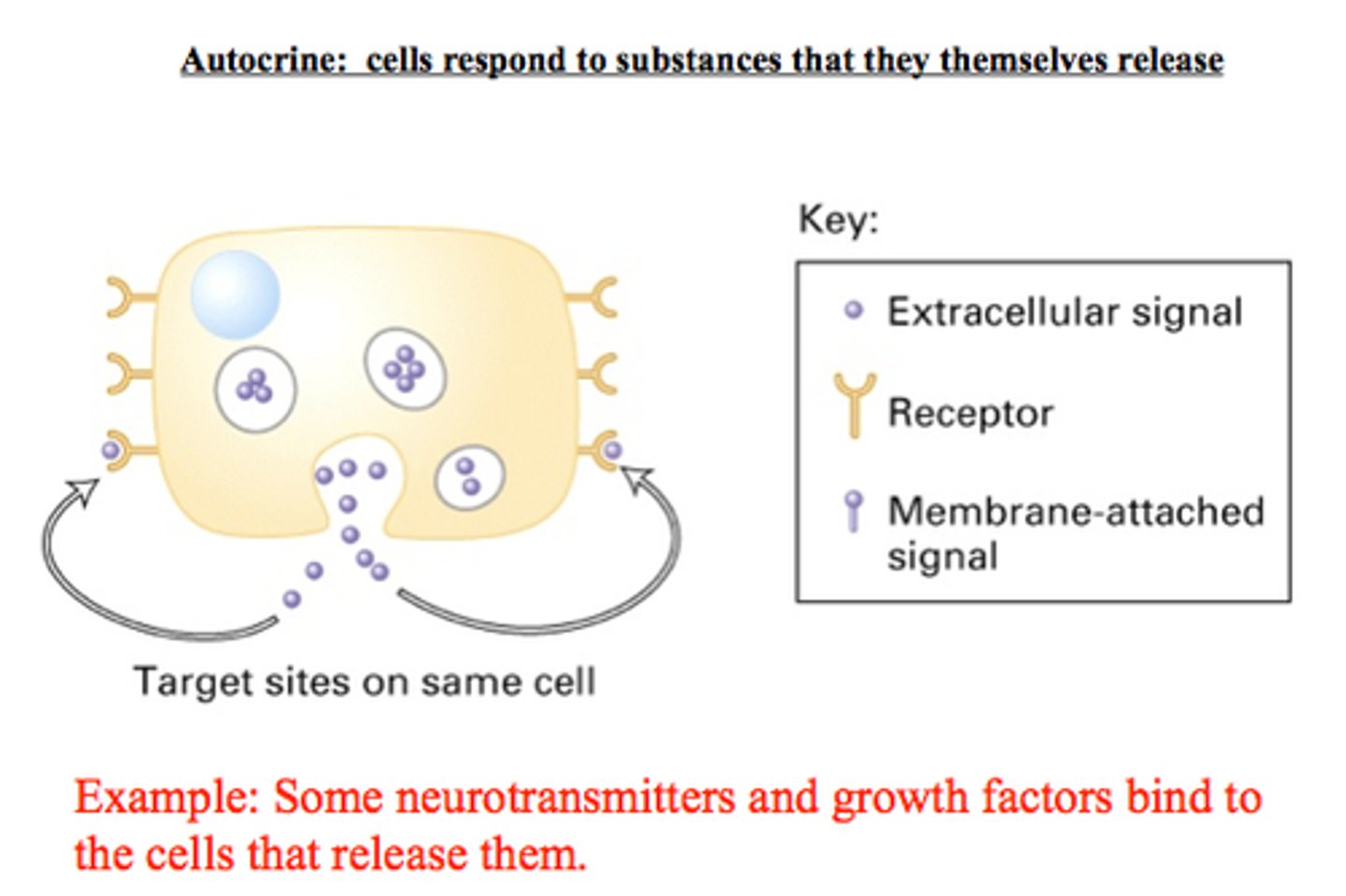 <p>Cell communication from a cell to itself, within the same cell. Ex) Cancer cells</p>