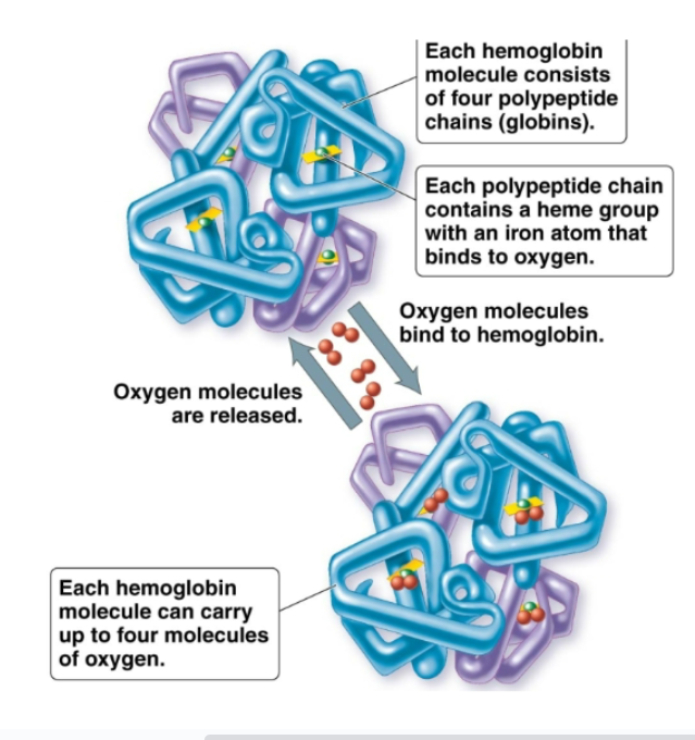 <p>Oxygen binding pigment in red blood cells. Each molecule has 4 subunits. Then each subunit has a polypeptide chain and a heme group. The iron ion of heme group binds to oxygen</p>