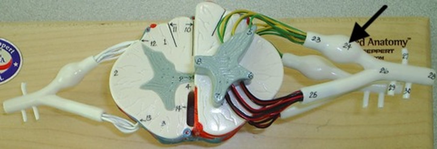 <p>Cluster of sensory neuron cell bodies located in the dorsal root</p>