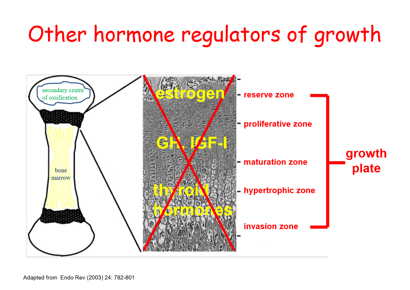 <p>oestrogen involved</p><p>levels increase through puberty, lead to apoptosis of cells in reserve zone</p><p>nothing to feed into growth plate</p><p>thyroid also contribute to long bone, act in hypertrophic zone </p>