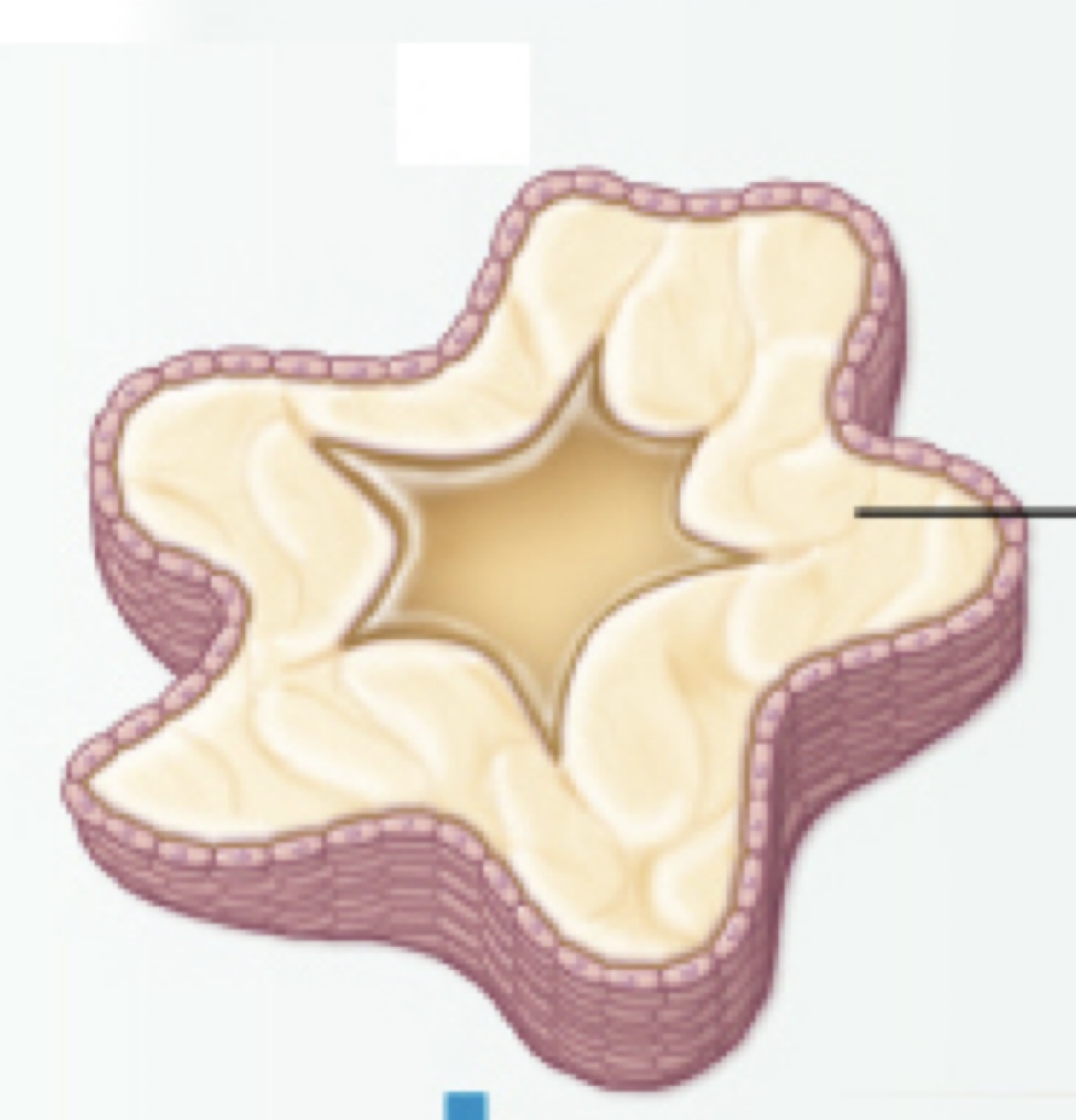 <p>Corpus Luteum (ovarian cycle)</p>