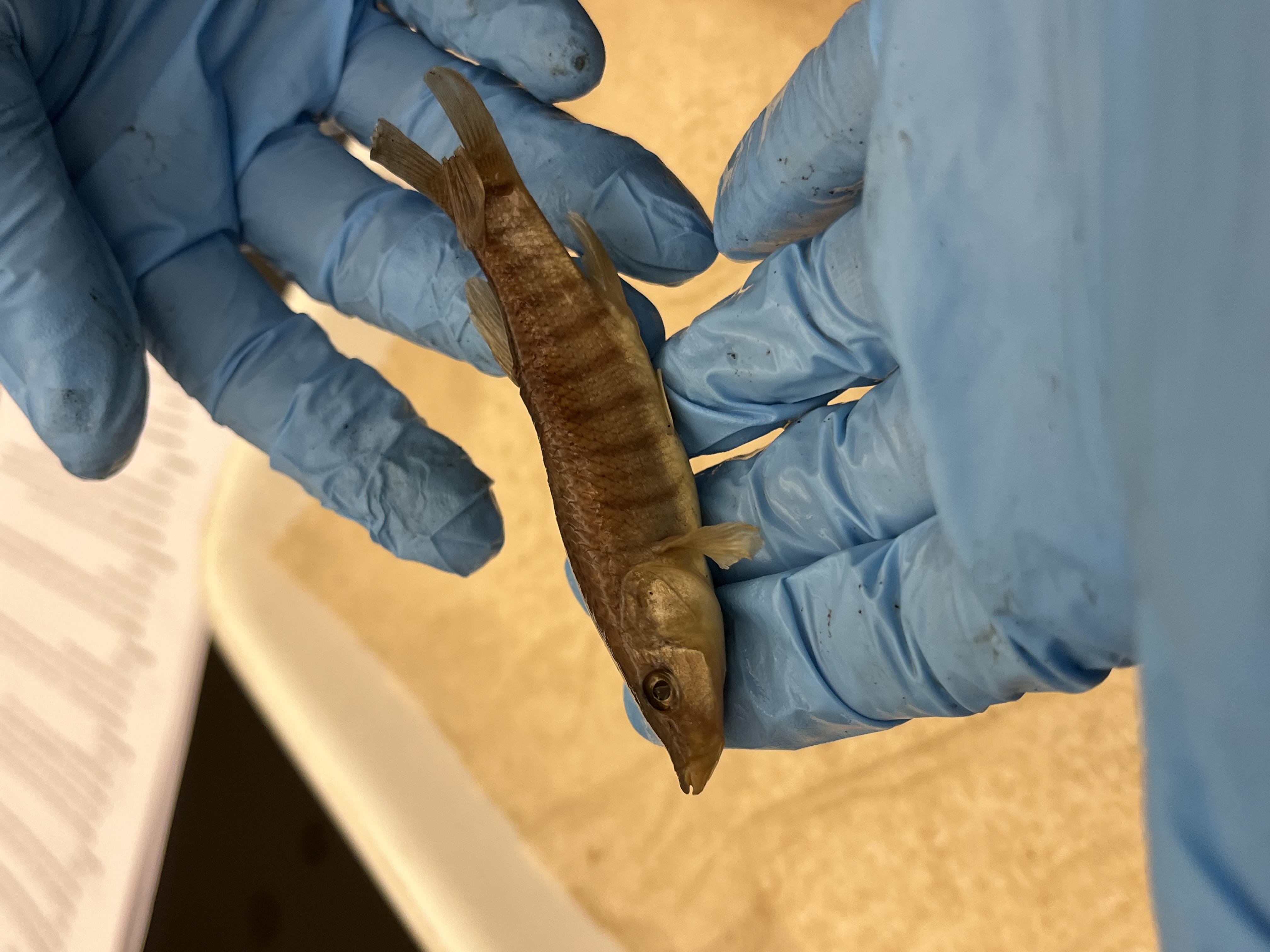 <p>Topminnows</p>
