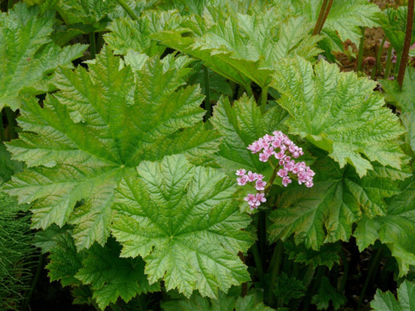 <p>tarczownica tarczowata (skalnicowate)</p>