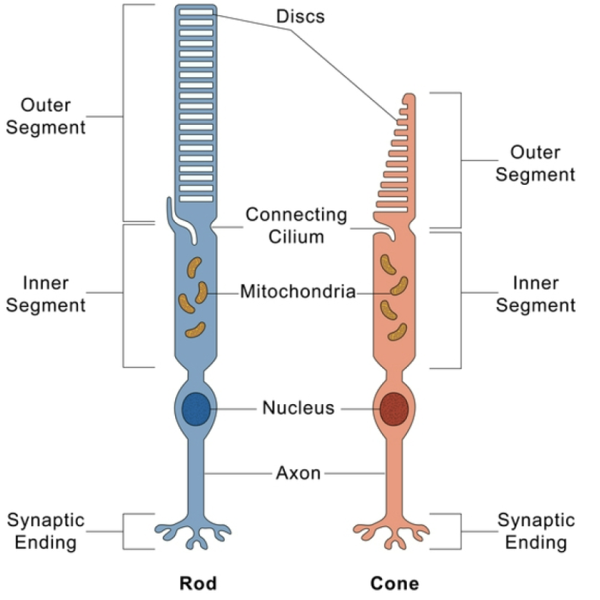 <ul><li><p>Photoreceptors (rods &amp; cones) are in the inner layer- toward the vitreous body, <strong>back of the eye</strong></p></li><li><p>they <u>synapse on a middle layer of bipolar cells,</u> <strong>which synapse on the outer layer of ganglion cells</strong></p></li><li><p>there are also <mark data-color="yellow" style="background-color: yellow; color: inherit;">horizontal cells</mark> and <mark data-color="yellow" style="background-color: yellow; color: inherit;">amacrine cells</mark> within the layers</p></li></ul><p></p>
