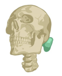 <p>Elastic cartilage</p>