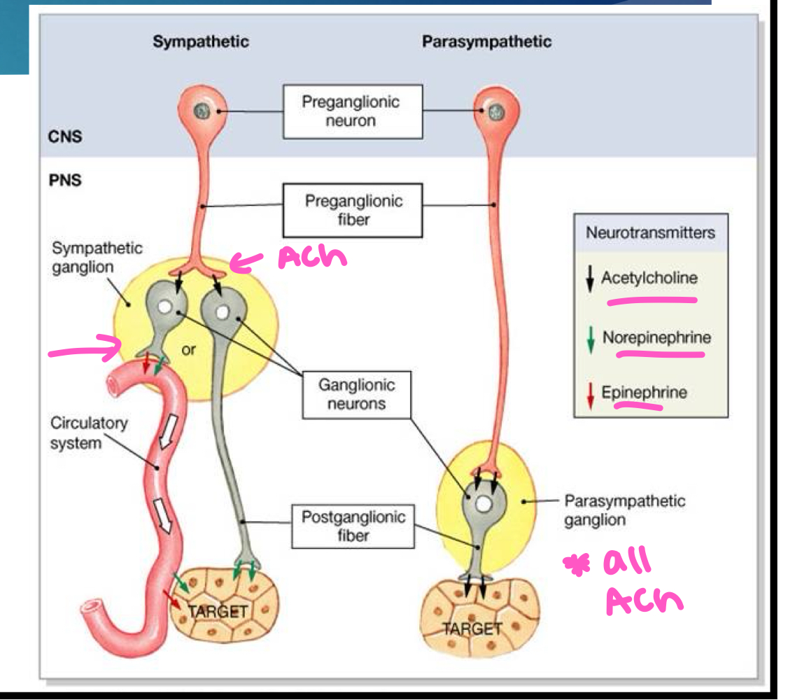 <ul><li><p>in sympathetic NS, the NT released from the preganglionic neuron onto the ganglion is ACh but the NT secreted by the ganglion onto the target is EPI/NE </p></li><li><p>in parasympathetic NS, ACh is the only NT released (released by preganglionic fiber AND released on to target by ganglion)</p></li></ul><p></p>