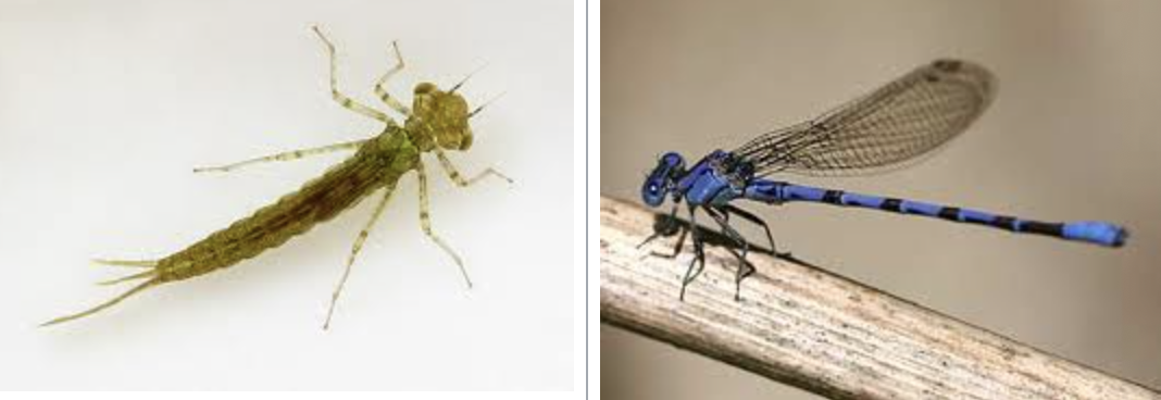 <p>importance: C2, slow-moving waters</p><p>ecology: eaten by fish, birds, insects</p><p>life: IM</p><p>feeding: carnivorous, adults eat mosquitos</p><p>*wings are parallel at rest, smaller than dragonflies</p>