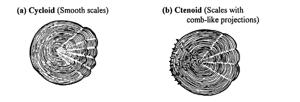 <p>Round, thin, overlapping scales that are somewhat flexible. Cycloid scales are smooth scales. Ctenoid scales have comb like projections.</p>
