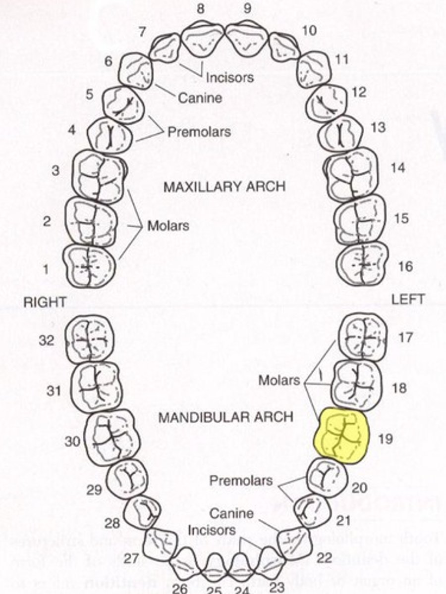 <p>Mandibular left first molar</p>