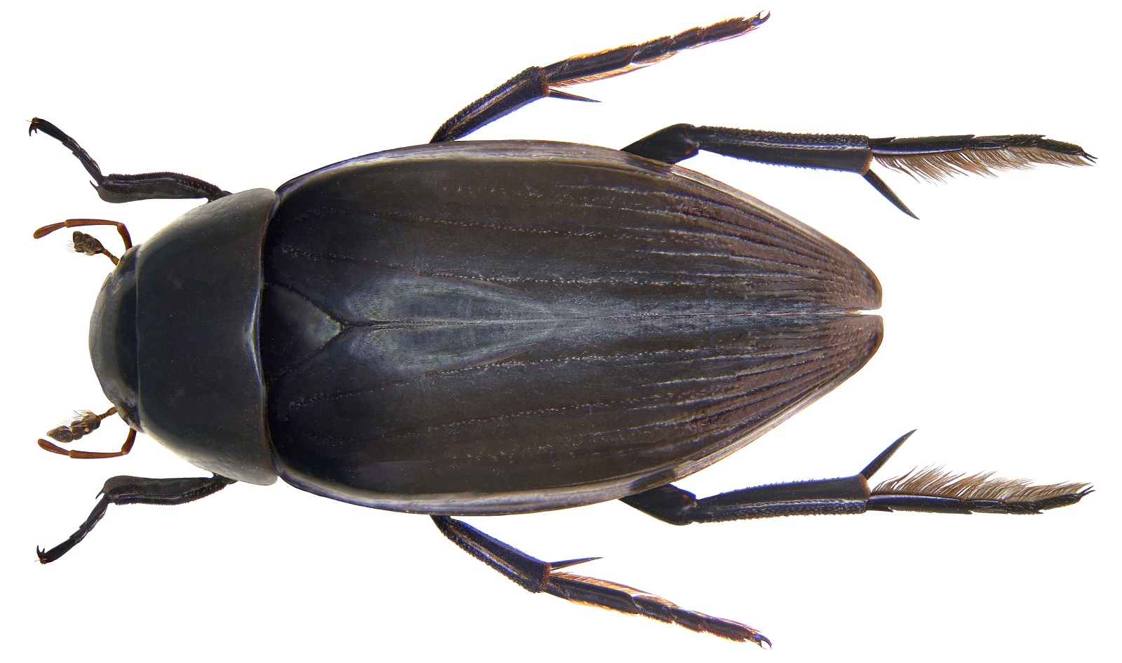 <p>Coleoptera</p><p>water scavenger beetles</p>