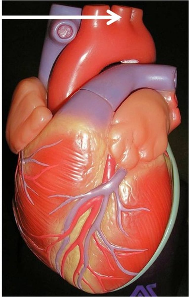 <p>Function: provides blood to neck &amp; head;</p><p>further divides into internal and external carotid arteries</p>