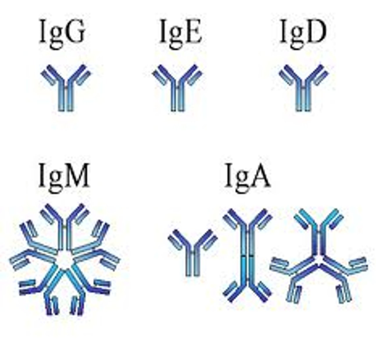 <p>structure: basic Y shape</p><p>location: surface of unstimulated B cells</p><p>function: membrane receptor for mature B cells --> important in B-cell activation (aka: clonal selection theory)</p>