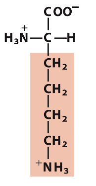 <p>Which amino acid is this?</p>
