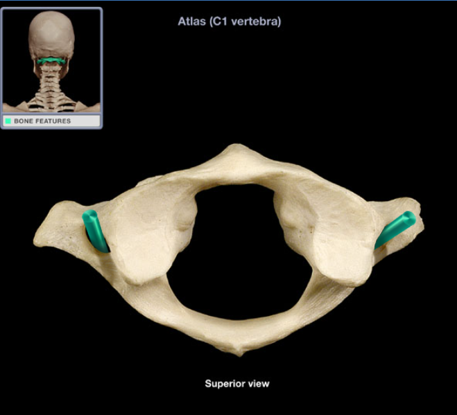<ul><li><p>Location: Atlas, Transverse process</p></li><li><p>Description: Foramen in each transverse process of atlas</p></li><li><p>Comment: Vertebral artery passes through transverse foramina of C1-6 vertebrae (not through C7 transverse foramen), Atlas also known as C1 vertebra</p></li></ul><p></p>