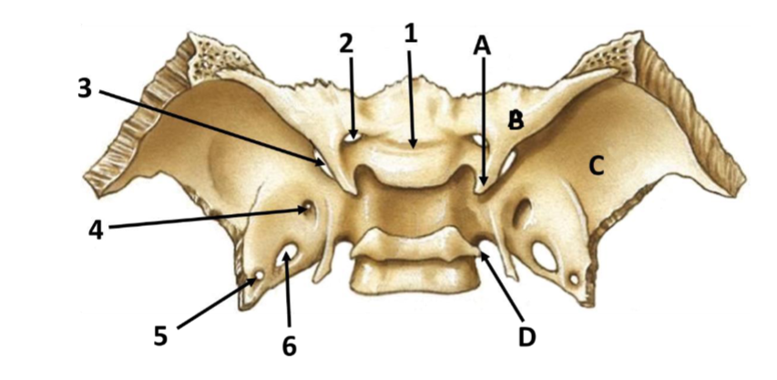 <p>Label this diagram of the sphenoid bone</p>