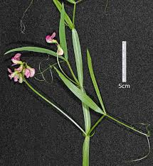 <p><em>Lathyrus</em></p>