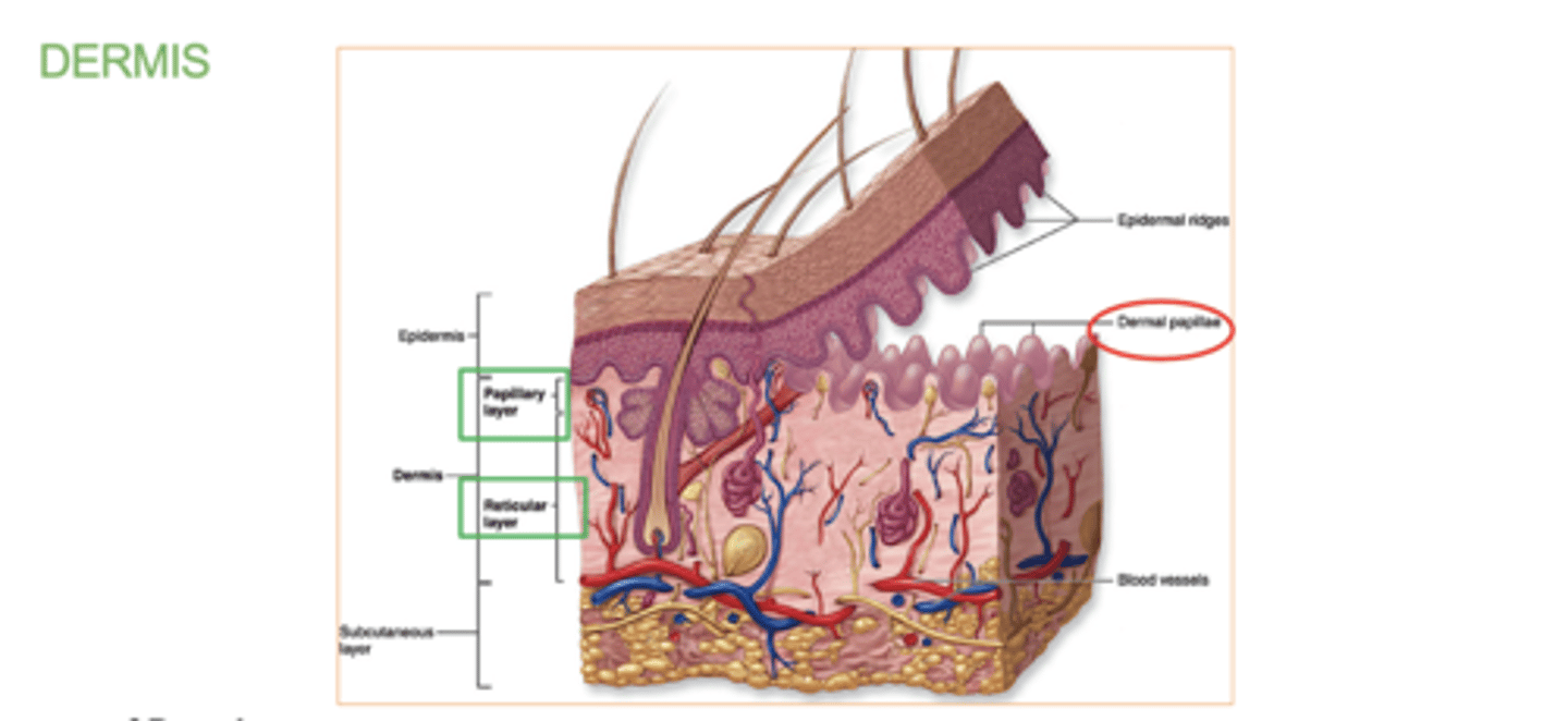 <p>1. papillary layer</p><p>2. reticular layer</p>