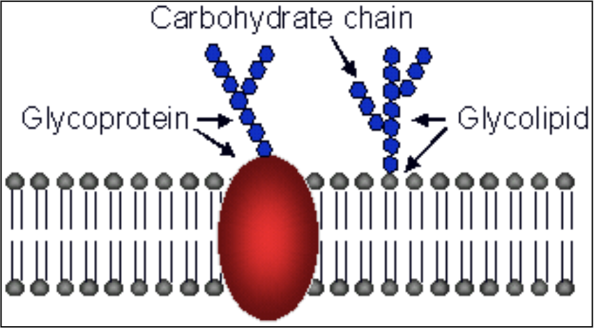 <p>carbohydrates (in the cell)</p>