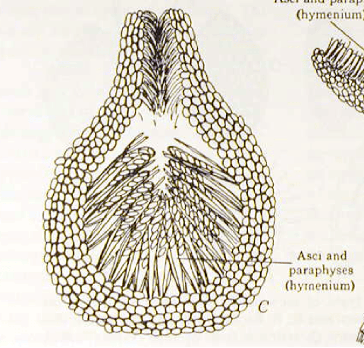 <p>Associated with ergot, DED, vascular wilts, and canker formations</p>
