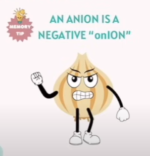 <p>CATION VS ANION</p><table style="min-width: 50px"><colgroup><col style="min-width: 25px"><col style="min-width: 25px"></colgroup><tbody><tr><th colspan="1" rowspan="1"><p><strong>Term</strong></p></th><th colspan="1" rowspan="1"><p><strong>Definition</strong></p></th></tr><tr><td colspan="1" rowspan="1"><p><strong>Ion</strong></p></td><td colspan="1" rowspan="1"><p>An atom or group of atoms with a net electrical charge. An atom becomes an ion if it <strong>gains or loses electrons</strong>.</p></td></tr></tbody></table><p></p><div data-type="horizontalRule"><hr></div><p>ANION</p><table style="min-width: 75px"><colgroup><col style="min-width: 25px"><col style="min-width: 25px"><col style="min-width: 25px"></colgroup><tbody><tr><th colspan="1" rowspan="1"><p>Example: Oxygen (O)</p></th><th colspan="1" rowspan="1"><p>Before Gaining Electrons</p></th><th colspan="1" rowspan="1"><p>After Gaining Electrons</p></th></tr><tr><td colspan="1" rowspan="1"><p>Protons (+)</p></td><td colspan="1" rowspan="1"><p>8</p></td><td colspan="1" rowspan="1"><p>8</p></td></tr><tr><td colspan="1" rowspan="1"><p>Electrons (-)</p></td><td colspan="1" rowspan="1"><p>8 (neutral, no charge)</p></td><td colspan="1" rowspan="1"><p>10 (gained 2 electrons)</p></td></tr><tr><td colspan="1" rowspan="1"><p>Charge</p></td><td colspan="1" rowspan="1"><p>Neutral (no charge)</p></td><td colspan="1" rowspan="1"><p>Negative ion, charge = 2- (O²⁻)</p></td></tr></tbody></table><p></p><ul><li><p><strong>Anion</strong> is a <strong>negatively charged ion</strong> formed when an atom <strong>gains electrons</strong>.</p></li></ul><p></p><div data-type="horizontalRule"><hr></div><p>Memory Tip:</p><p><strong>"An anion is a negative ‘onION’."</strong></p><p></p><ul><li><p>Helps remember that <strong>anions have negative charges</strong>.</p></li></ul><p></p><p></p><p><span data-name="check_mark_button" data-type="emoji">✅</span> Answer Table (Correct Answers Only) </p><table style="min-width: 75px"><colgroup><col style="min-width: 25px"><col style="min-width: 25px"><col style="min-width: 25px"></colgroup><tbody><tr><th colspan="1" rowspan="1"><p><strong>Question</strong></p></th><th colspan="1" rowspan="1"><p><strong>Correct Answer</strong></p></th><th colspan="1" rowspan="1"><p><strong>Choice Text</strong></p></th></tr><tr><td colspan="1" rowspan="1"><p>1</p></td><td colspan="1" rowspan="1"><p>B</p></td><td colspan="1" rowspan="1"><p>An atom or group of atoms with a net electrical charge</p></td></tr><tr><td colspan="1" rowspan="1"><p>2</p></td><td colspan="1" rowspan="1"><p>A</p></td><td colspan="1" rowspan="1"><p>By gaining electrons</p></td></tr><tr><td colspan="1" rowspan="1"><p>3</p></td><td colspan="1" rowspan="1"><p>C</p></td><td colspan="1" rowspan="1"><p>A negatively charged ion</p></td></tr></tbody></table><p></p>
