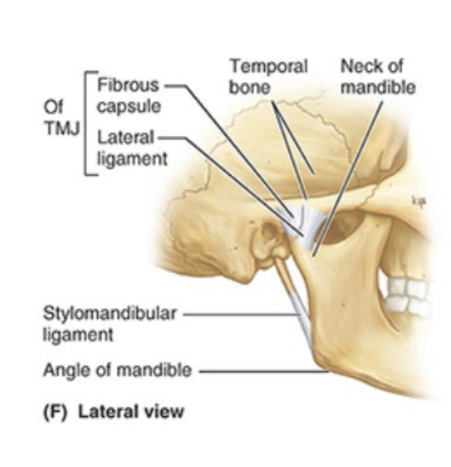 <p>thickened part of joint capsule </p>
