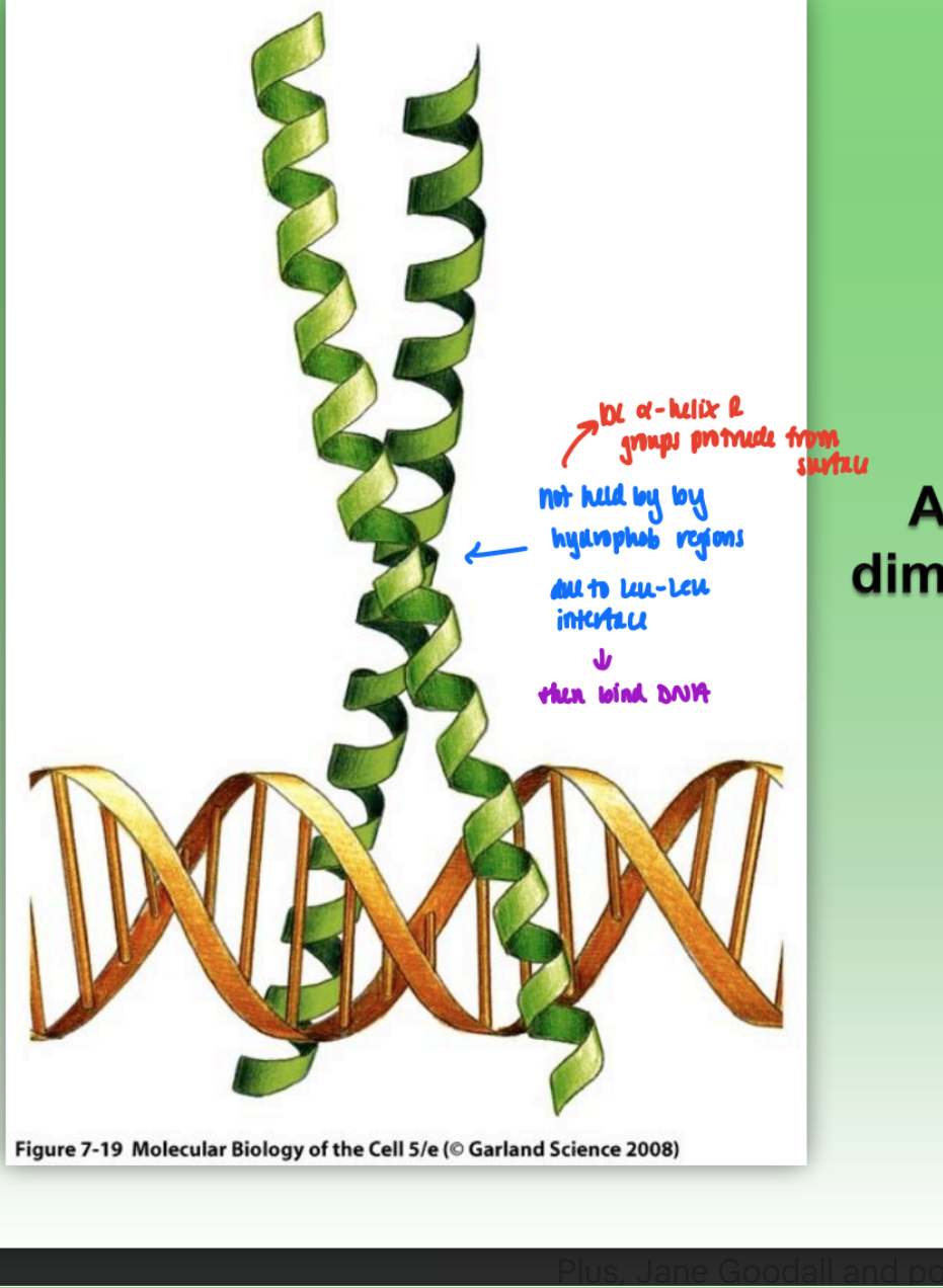 <ul><li><p>dimer bound to DNA</p></li><li><p>2 alpha helix bound tg by<strong> Leu-Leu interface</strong></p><ul><li><p>not hydrophob residues!!!</p></li></ul></li><li><p>protruding R-groups bind to DNA</p></li></ul><p></p>