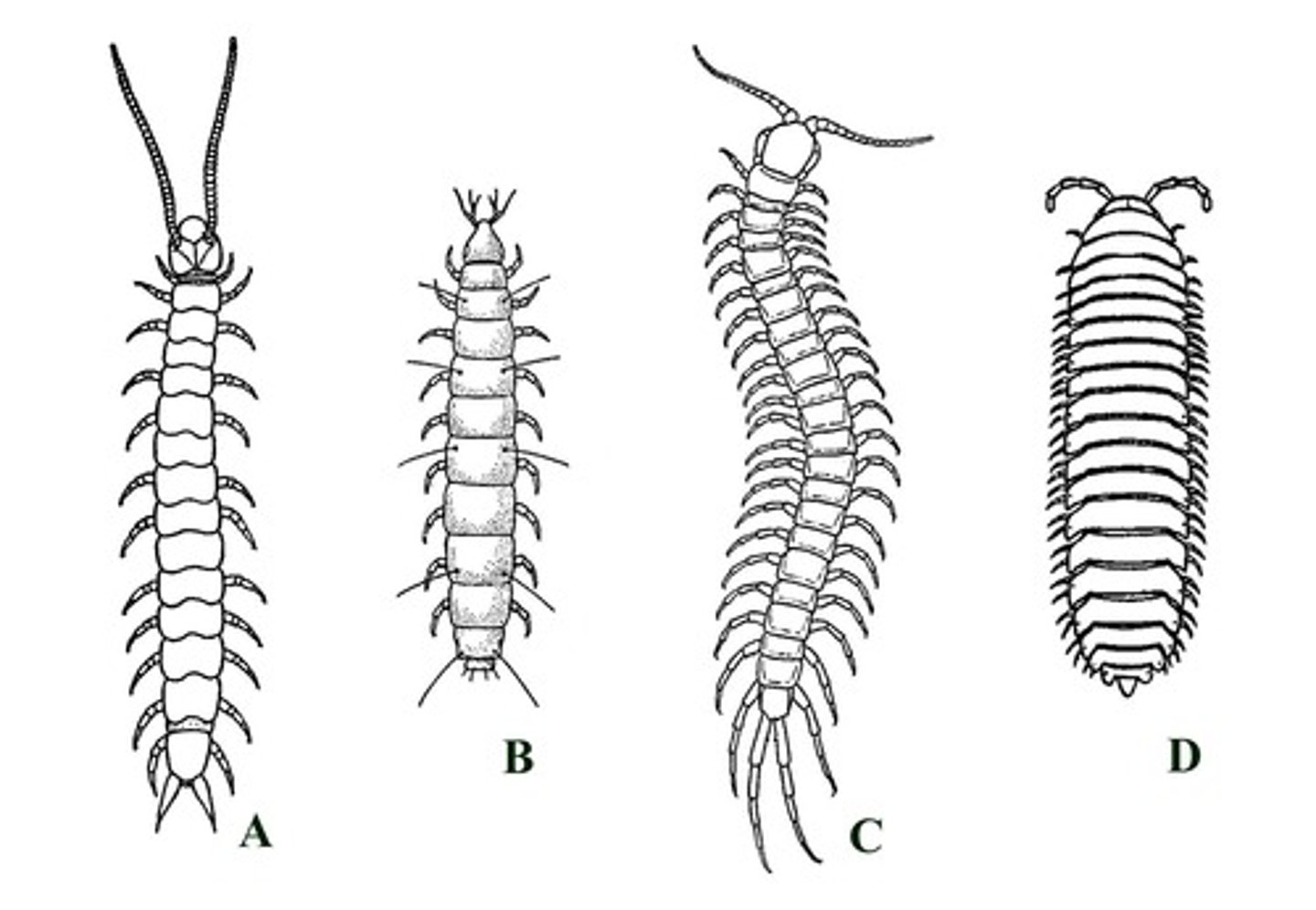 <p>centipedes and millipedes</p>