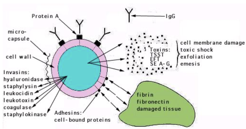 <ul><li><p><strong>Cell surface proteins i.e. Protein A, clumping factor</strong></p></li><li><p><strong>Invasins:</strong><span style="color: green;"><strong> e.g. hyaluronidase, staphylysin, leukocidin, leukotoxin, coagulase, staphylokinase </strong></span></p></li><li><p><strong>Adhesins: cell-bound proteins</strong></p></li><li><p><strong>Toxins like TSST, EFT, SEA</strong></p></li></ul><p></p>