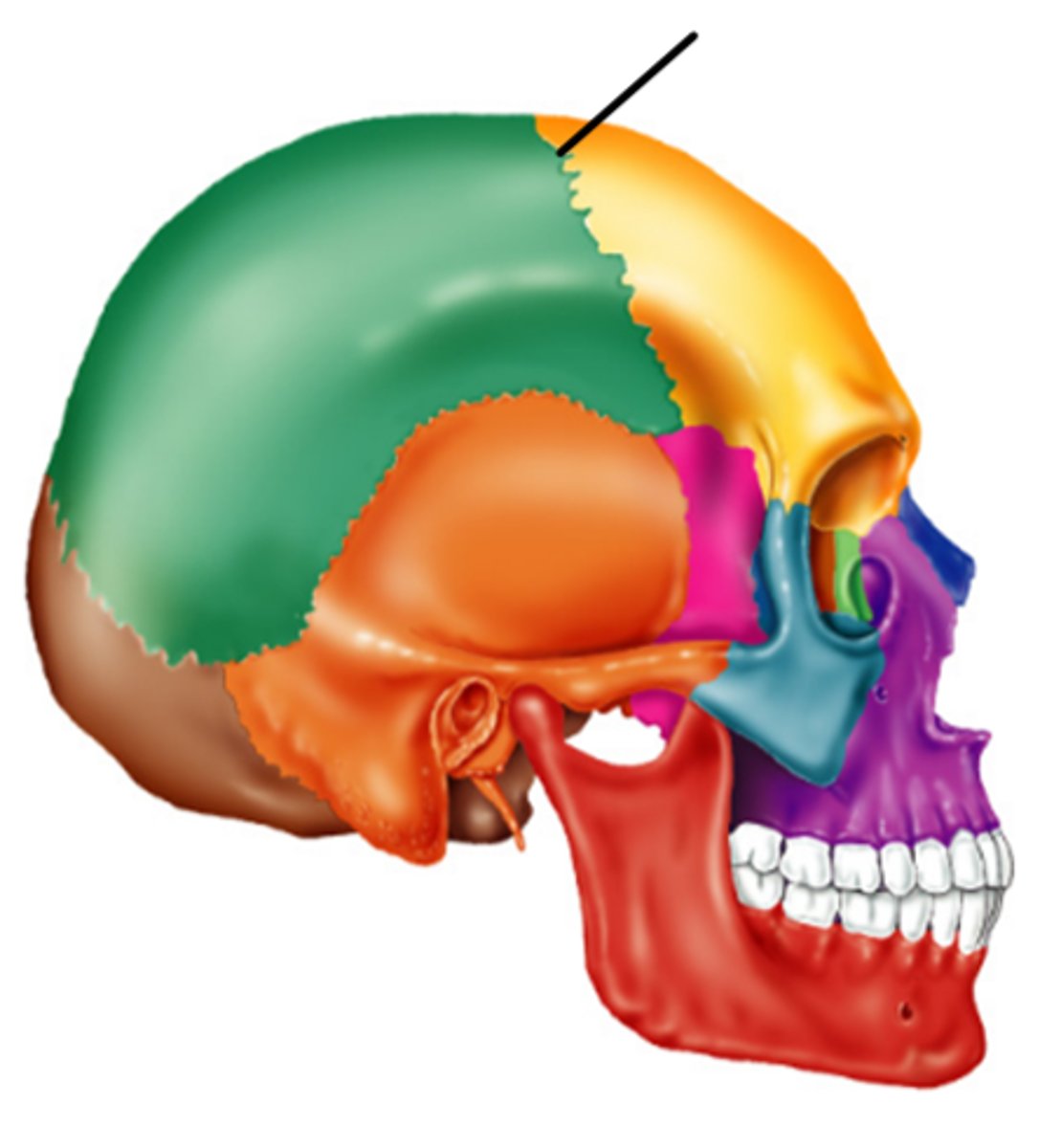 <p>The "crack" that separates the Frontal and Parietal</p>