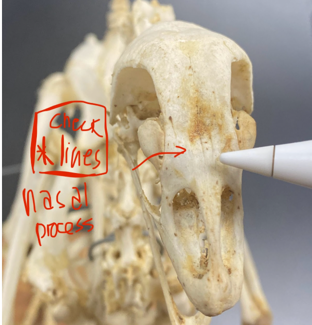 <p>Nasal process</p>