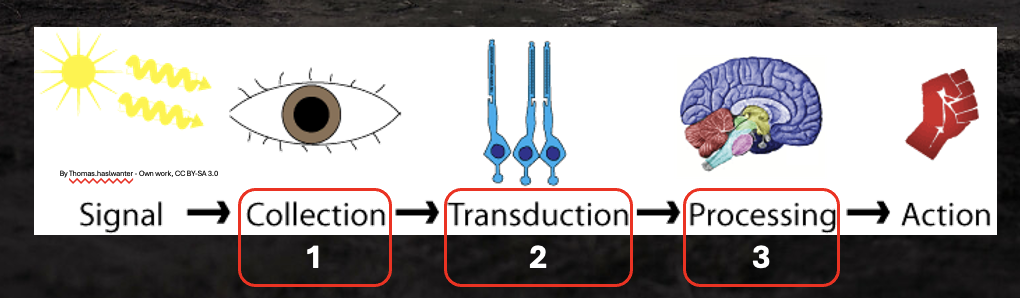 <ol><li><p>collection</p></li><li><p>transduction</p></li><li><p>processing </p></li></ol><p></p>