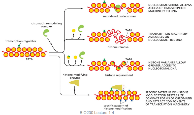 <p>alter chromatin structure and increase promoter accessibility in 4 ways</p>