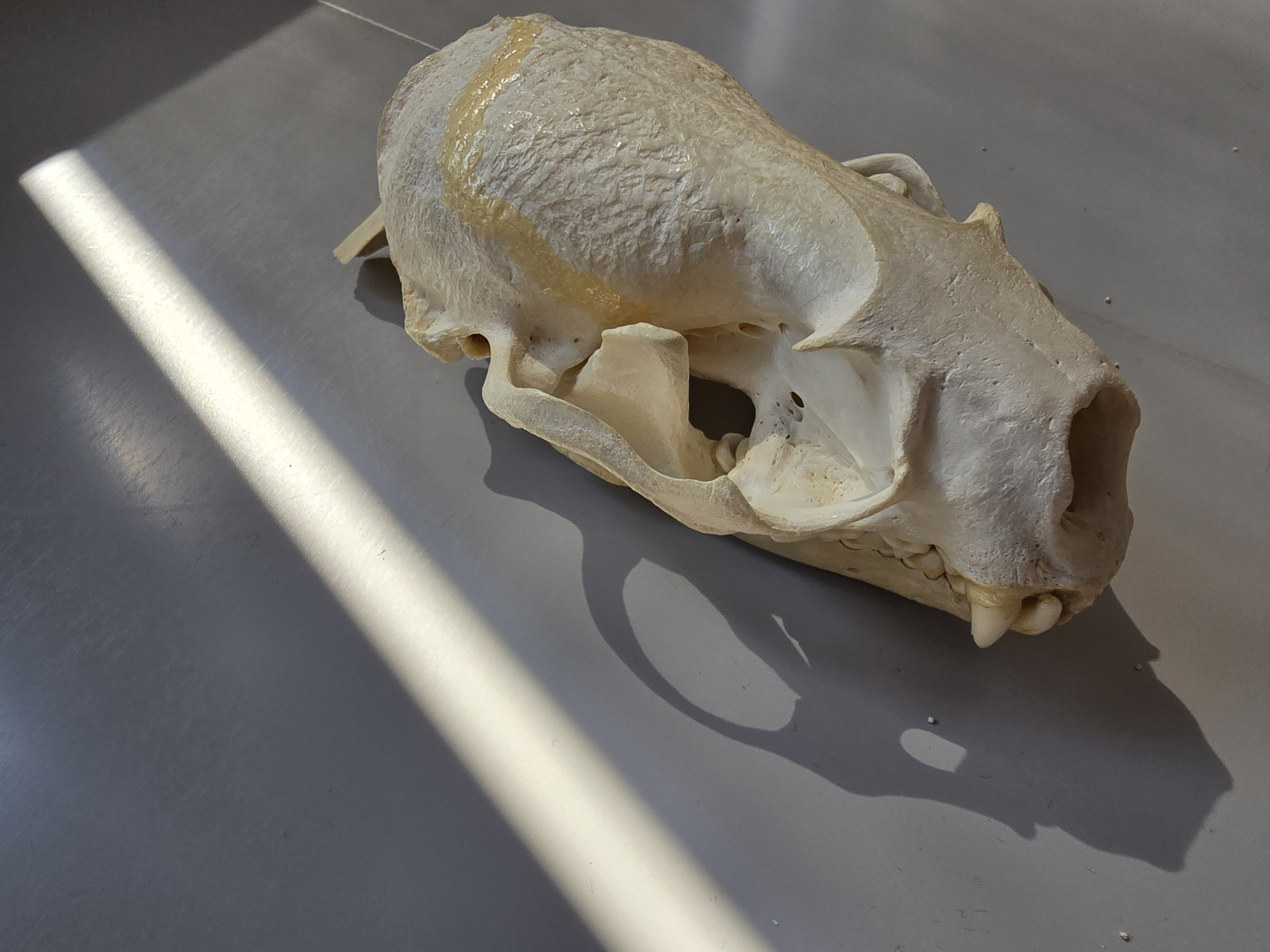 <p><span><span>Lutra canadensis</span></span></p>