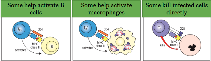 <p>Mediated by T cells:</p><p>• Contribute to adaptive immunity in many ways</p><p>• Many different T cell subsets can get activated depending on the situation and exert a variety of effector functions:</p>