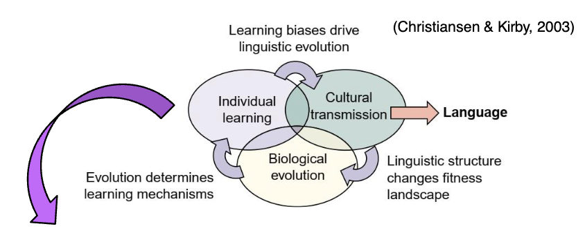 <p><span data-name="brain" data-type="emoji">🧠</span> <strong>Individual Learning</strong> </p><ul><li><p class="">Learners acquire language by <strong>observing others</strong></p></li></ul><p> </p><p> <span data-name="test_tube" data-type="emoji">🧪</span> <strong>Key Learning Models</strong>: </p><ol><li><p class=""><strong>Instance-based learning</strong> (Batali, 1999)</p><ul><li><p class="">Learners <strong>compare new information</strong> to <strong>stored information</strong></p></li><li><p class="">Enables <strong>pattern recognition</strong> and <strong>generalization</strong></p></li></ul></li><li><p class=""><strong>Network models</strong> (Christiansen &amp; Dale, 2003)</p><ul><li><p class="">Use <strong>neural networks</strong> to simulate how language is learned and processed</p></li><li><p class="">Capture <strong>emergent structure</strong> from repeated exposure</p></li></ul></li></ol><p></p>