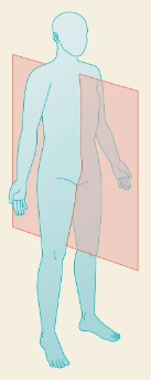 <p>A sagittal plane that lies directly on the midline, dividing the body into equal right and left halves.</p>
