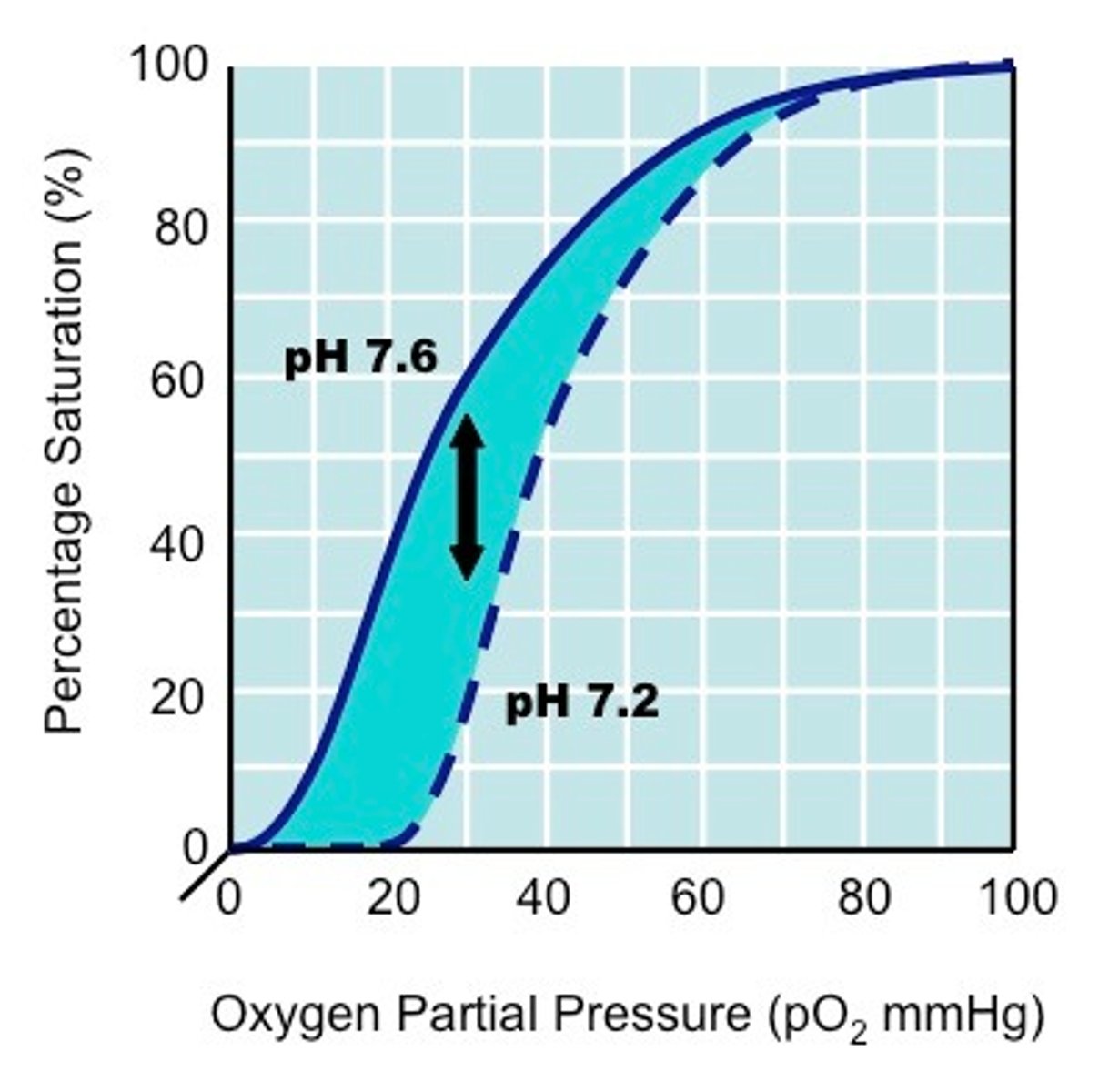 <p>when an increase in CO2 acidity and temperature results in a reduction of the affinity of haemoglobin for oxygen. graph shifts to the right.</p>