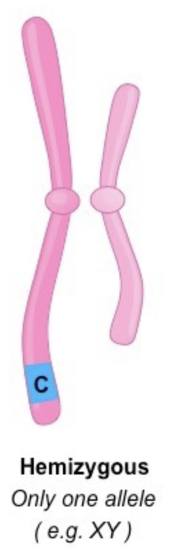 the genotype on either the X or Y chromosome -- which comprises of just a singular allele for a gene