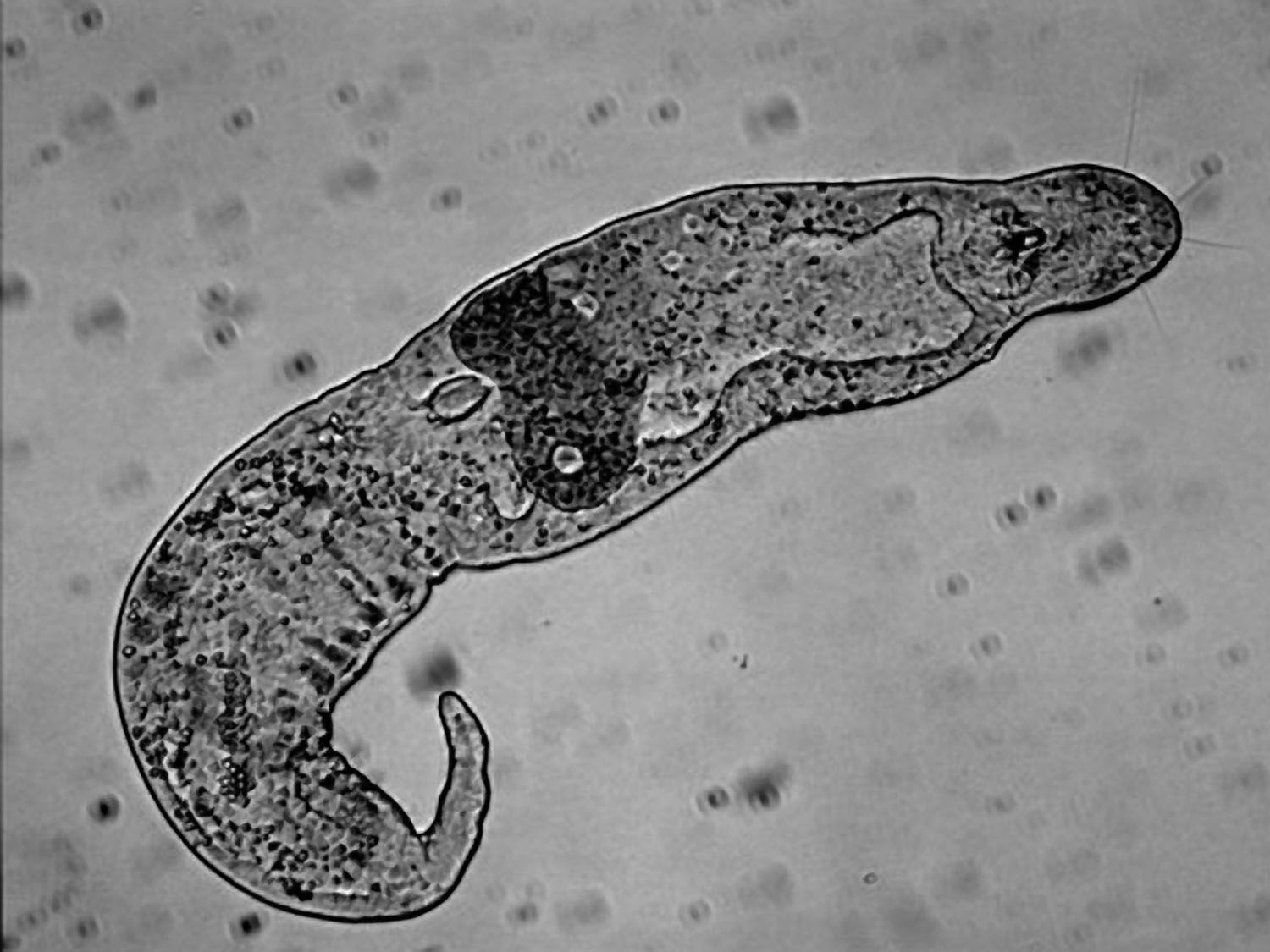 <ul><li><p>Name means “jaw mouth” </p></li><li><p>Related to rotifers</p></li><li><p>Wormlike</p></li><li><p>Lives in marine sediment</p></li><li><p>Acoelomate</p></li><li><p>Ciliated outer surface, each cell has a single cilium</p></li><li><p>Incomplete digestive system</p></li><li><p>Simultaneous hermaphrodites, internal fertilization, and direct development.</p></li></ul><p></p>