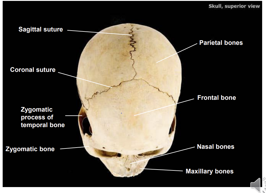 <p>sutures are immovable joints</p>
