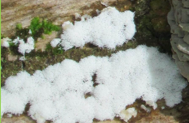 <p>Ceratiomyxa sp., esporocarpo tipo esporangio.</p>