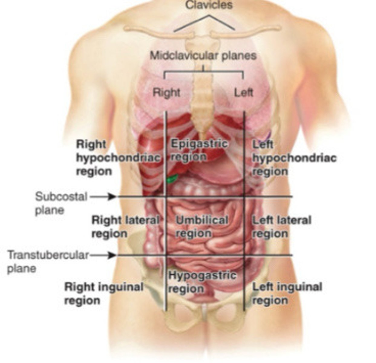 <p>Clavicle lines that divide the abdominopelvic cavity into three columns</p>