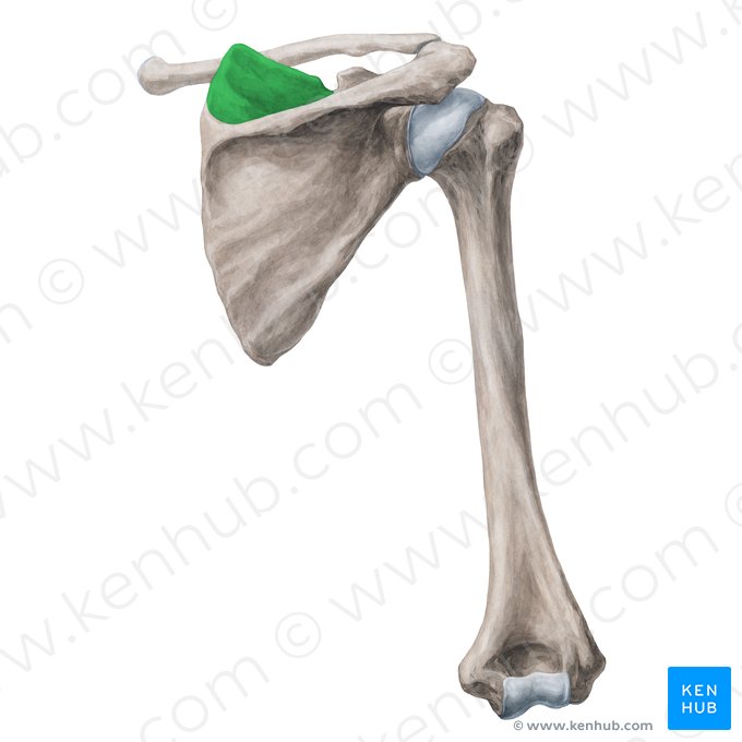 <p>Obergrätengrube des Schulterblatts</p>