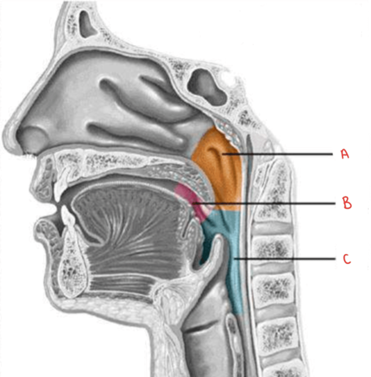 <p>identify B</p>