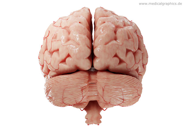 <p>Tail end (also called “caudal”)</p>